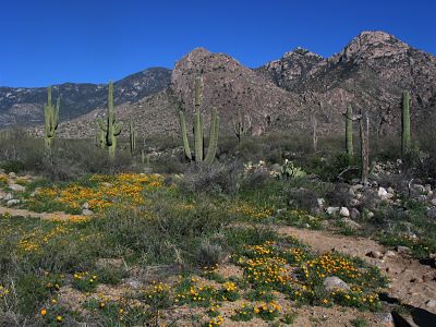 Catalina State Park_opt